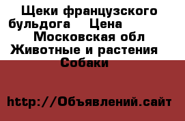 Щеки французского бульдога  › Цена ­ 25 000 - Московская обл. Животные и растения » Собаки   